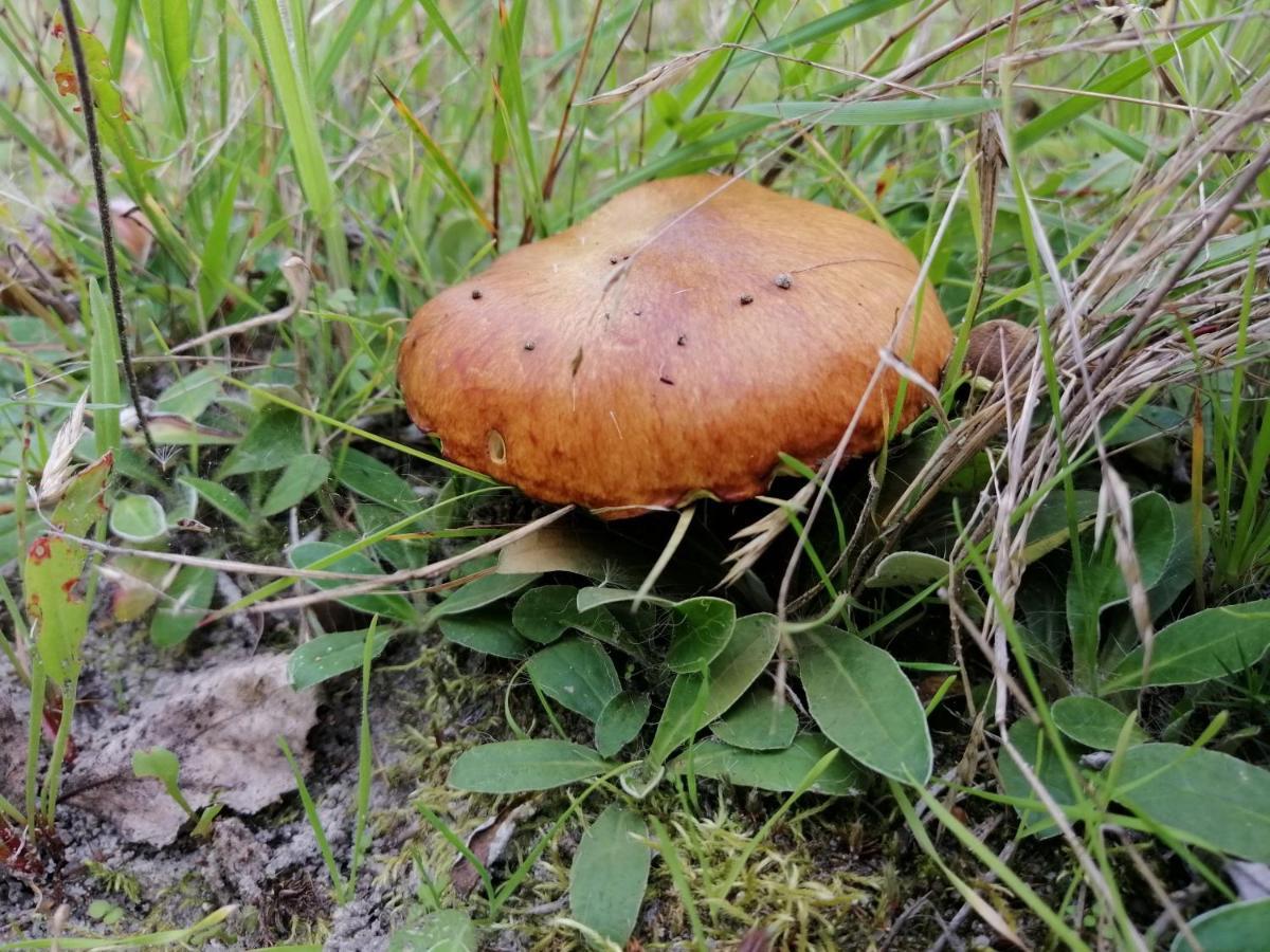 Agroturystyka Pod Dobrymi Skrzydlami Wiski Eksteriør bilde